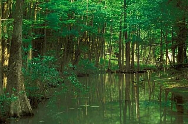 Diboll: The Piney Woods Barrel house Trail