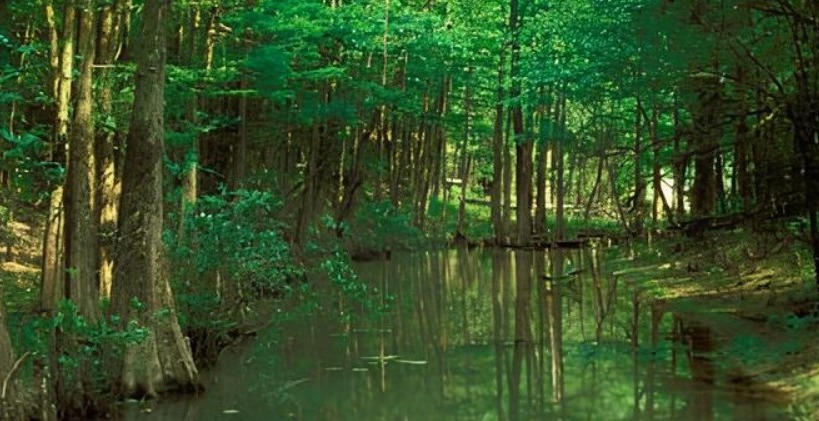 Diboll: The Piney Woods Barrel house Trail