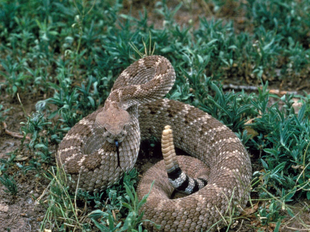 New Braunfels: The Real Snake Farm That Inspired Ray Wylie Hubbard
