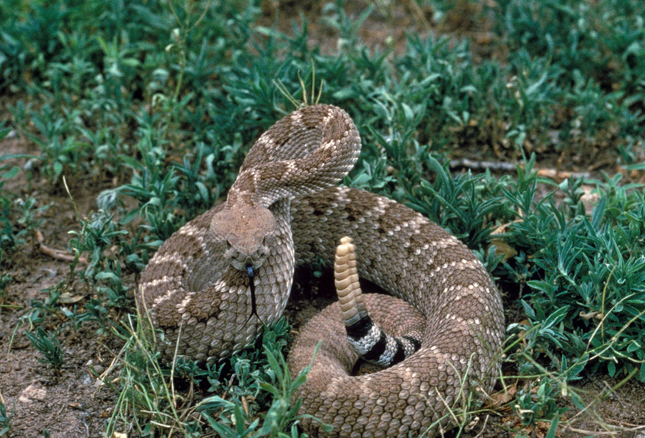 New Braunfels: The Real Snake Farm That Inspired Ray Wylie Hubbard